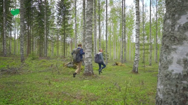 Video Reference: Forest, Woodland, Natural environment, Tree, Nature reserve, Northern hardwood forest, Biome, Wilderness, Old-growth forest, Spruce-fir forest