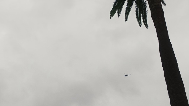 Video Reference: White, Sky, Tree, Atmospheric phenomenon, Daytime, Monochrome photography, Black-and-white, Palm tree, Woody plant, Leaf