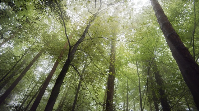 Video Reference: forest, nature, woodland, ecosystem, tree, vegetation, nature reserve, old growth forest, deciduous, leaf, Person