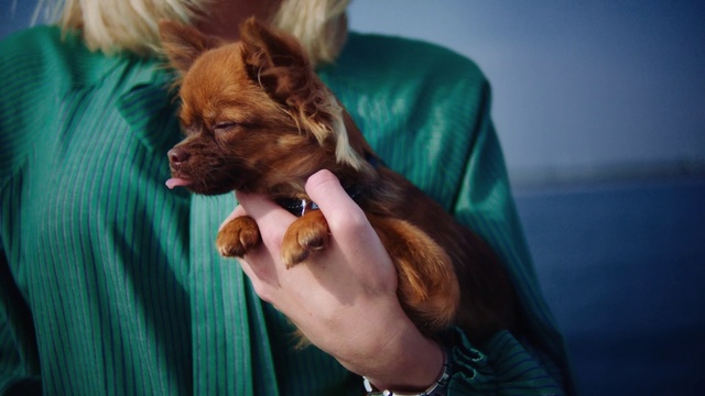 Video Reference: Canidae, Dog, Dog breed, Puppy, Companion dog, Carnivore, Yorkshire terrier, Sporting Group, Fawn, Ear