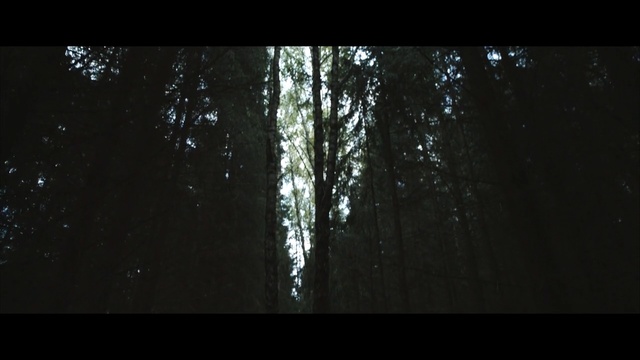 Video Reference: Tree, Nature, Forest, Natural environment, Black, Woodland, Darkness, Biome, Atmosphere, Old-growth forest