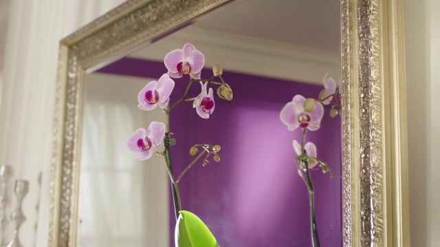 Video Reference: flower, pink, purple, flower arranging, flora, floristry, interior design, floral design, window, cut flowers