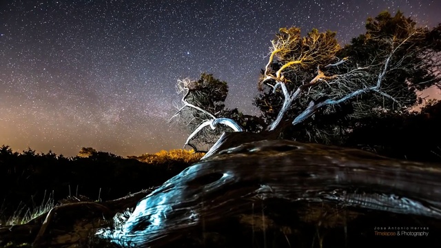 Video Reference: nature, sky, tree, woody plant, atmosphere, night, outer space, darkness, plant, earth