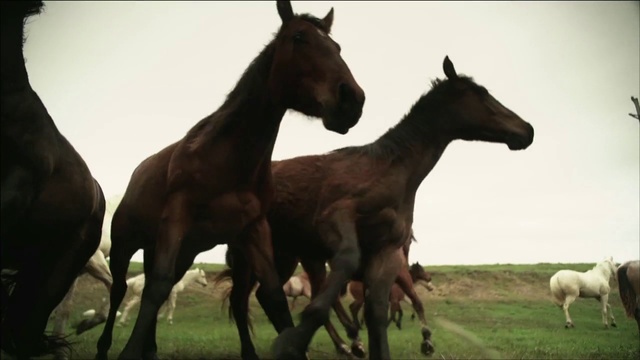 Video Reference: Horse, Mammal, Vertebrate, Herd, Mane, Mare, Mustang horse, Pasture, Grassland, Colt