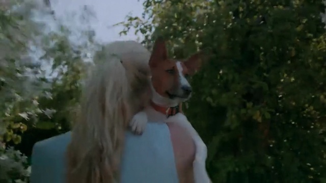 Video Reference: Mammal, Vertebrate, Dog, Canidae, Dog breed, Carnivore, Ibizan hound, Sporting Group, Companion dog, Basenji