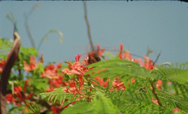 Video Reference: ecosystem, flora, vegetation, flower, leaf, plant, sky, plant stem