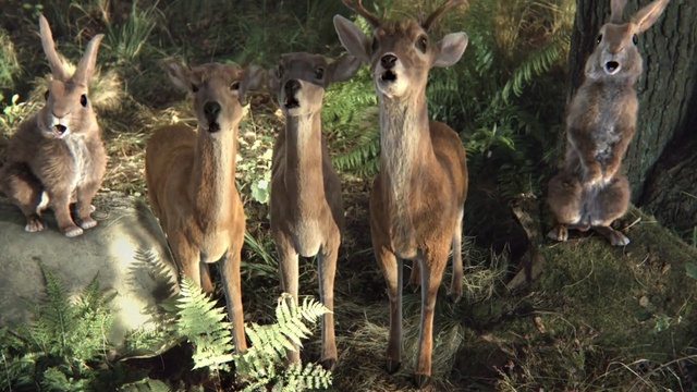 Video Reference: Vertebrate, Wildlife, Mammal, kangaroo, Terrestrial animal, Deer, Kangaroo, Macropodidae, Marsupial, Herd, Person