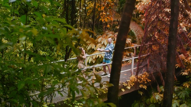 Video Reference: nature, leaf, tree, ecosystem, flora, plant, fauna, wildlife, branch, woodland