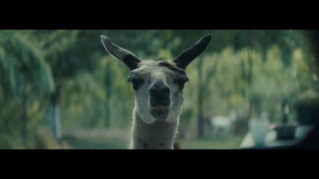 Video Reference: Mammal, Vertebrate, Llama, Wildlife, Terrestrial animal, Snout, Adaptation, Alpaca, Organism, Camelid