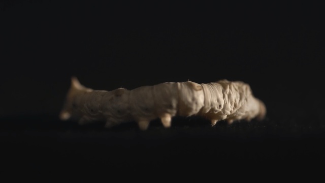 Video Reference: Larva, Insect, Caterpillar, Invertebrate, Moths and butterflies