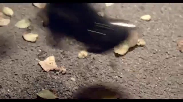 Video Reference: Soil, Footwear, Asphalt, Boot, Shoe