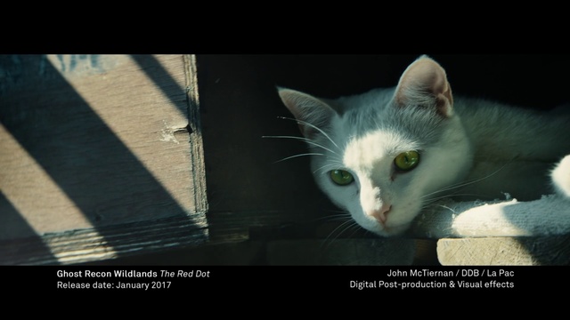 Video Reference: Cat, Whiskers, Small to medium-sized cats, Felidae, Photo caption, Snapshot, Domestic short-haired cat, Aegean cat, Carnivore, Snout