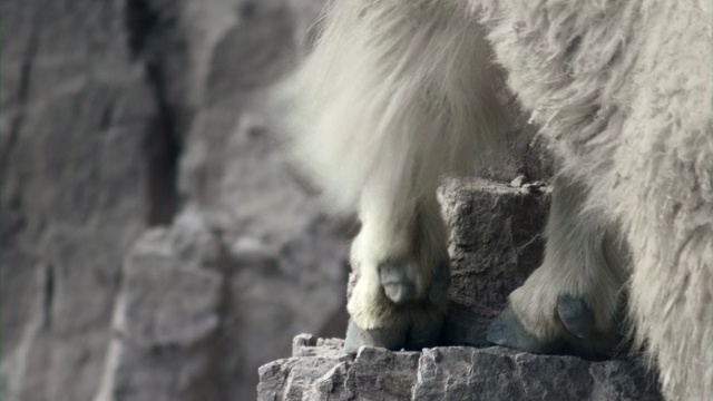 Video Reference: Zoo, Mountain goat, Wildlife, Black-and-white, Primate, Rock