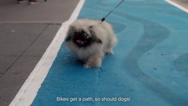 Video Reference: Mammal, Dog, Vertebrate, Dog breed, Canidae, Chinese imperial dog, Pomeranian, Shih tzu, Pekingese, Lhasa apso
