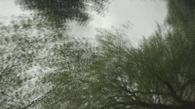 Video Reference: Nature, Tree, Green, Atmospheric phenomenon, Vegetation, Natural environment, Sky, Natural landscape, Leaf, Forest