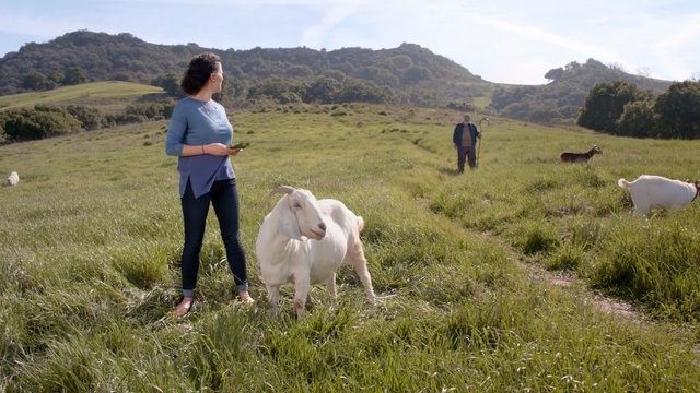 Video Reference: grassland, pasture, goats, herd, hill, goat, grass, meadow, grazing, highland, Person