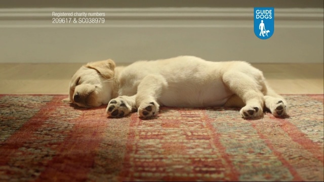 Video Reference: dog, dog like mammal, dog breed, dog breed group, retriever, puppy, labrador retriever, carnivoran, snout, sporting group