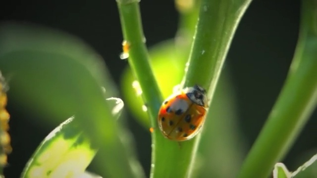 Video Reference: Ladybug, Insect, Macro photography, Beetle, Invertebrate, Plant stem, Plant, Water, Leaf, Close-up