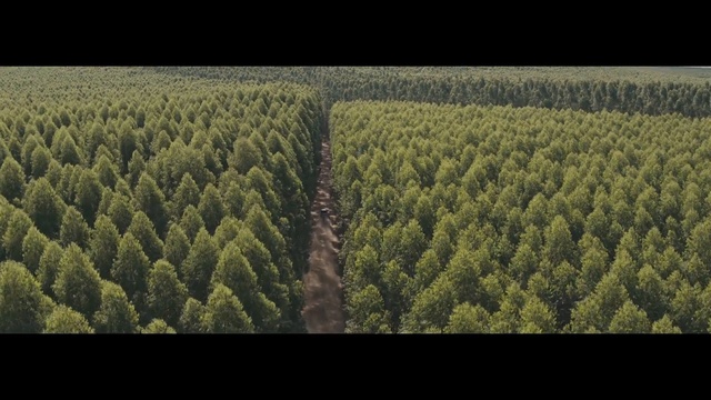 Video Reference: Vegetation, Nature, Forest, Green, Natural environment, Tree, Biome, Tropical and subtropical coniferous forests, Natural landscape, Aerial photography