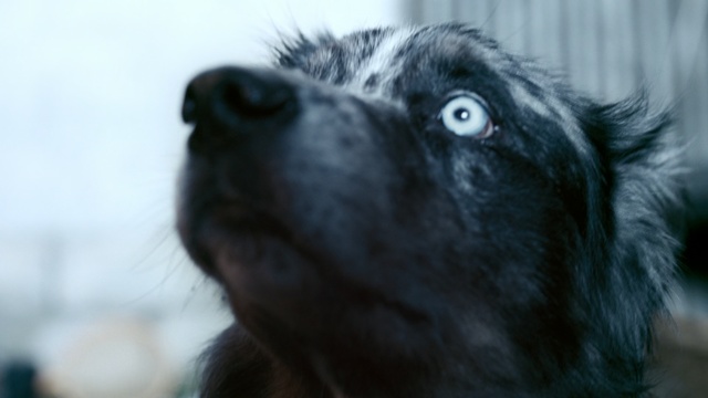 Video Reference: Vertebrate, Mammal, Dog breed, Canidae, Dog, Snout, Sporting Group, Flat-coated retriever, Carnivore, Hovawart