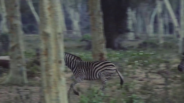 Video Reference: Zebra, Wildlife, Vertebrate, Terrestrial animal, Mammal, Nature reserve, Woodland, Natural environment, Tree, Adaptation