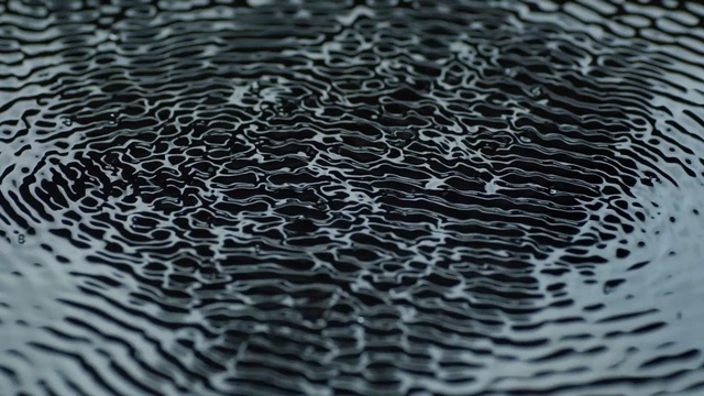 Video Reference: water, black and white, organism, monochrome, pattern