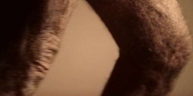 Video Reference: Skin, Close-up, Nose, Eye, Snout, Neck, Leg, Hand, Mouth, Flesh, Person