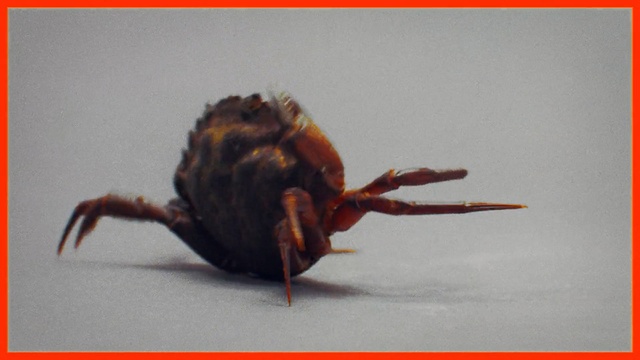 Video Reference: Insect, Spider, Pest, Invertebrate, Arachnid, Organism, Arthropod, Macro photography, Parasite