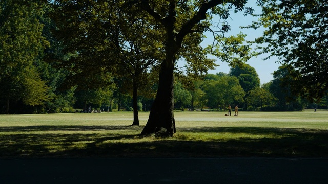Video Reference: nature, tree, green, sky, grass, woody plant, leaf, plant, lawn, park