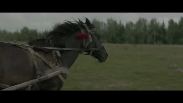 Video Reference: horse, ecosystem, horse like mammal, mode of transport, horse harness, mane, grass, stallion, mustang horse, rein