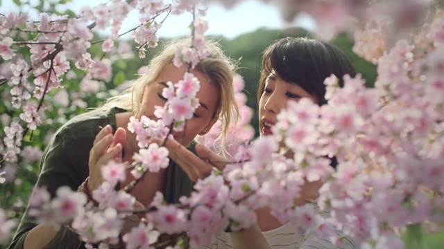 Video Reference: Flower, Spring, Blossom, Pink, Plant, Cherry blossom, Petal, Tree, Prunus, Magnolia, Person, Cake, Table, Wedding, Indoor, Sitting, Plate, Vase, Little, Decorated, Small, Close, White, Food, Girl, Bear, Holding, Cut, Cutting, Glass, Woman, Laptop, Wine, Knife, Standing, Group, Red, Stuffed, Bouquet
