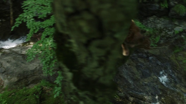 Video Reference: Nature, Vegetation, Old-growth forest, Nature reserve, Jungle, Green, Forest, Natural environment, Tree, Wilderness, Person, Outdoor, Rock, Grass, Standing, Wood, Bird, Sitting, Bear, Black, Small, Rocky, Brown, Branch, White, Dirt, Water, Large, Hill, Red, Enclosure, Cat, Perched, River, Man, Zoo, Animal