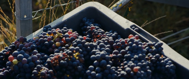 Video Reference: Grape, Berry, Bilberry, Natural foods, Fruit, Huckleberry, Grapevine family, Blueberry, Blackberry, Superfood