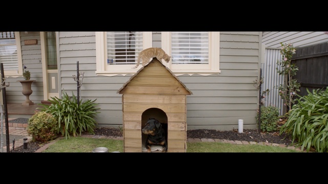 Video Reference: Doghouse, House, Property, Home, Dog supply, Siding, Real estate, Backyard, Yard, Kennel