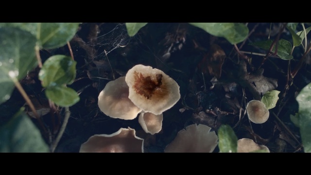Video Reference: Medicinal mushroom, Fungus, Leaf, Plant, Organism, Petal, Flower, Adaptation, Auricularia, Lingzhi mushroom
