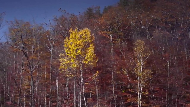Video Reference: Tree, Nature, Leaf, American aspen, Birch, Northern hardwood forest, Vegetation, Deciduous, Temperate broadleaf and mixed forest, Woody plant