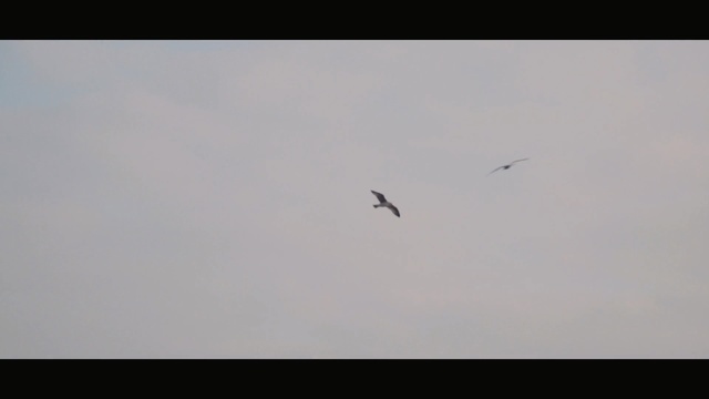Video Reference: sky, flight, bird, bird migration, flock, atmosphere, animal migration, wing, ecoregion