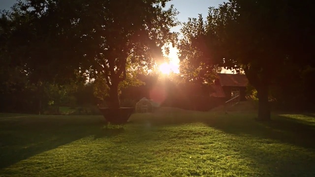 Video Reference: Nature, Sunlight, Sky, Light, Morning, Atmospheric phenomenon, Lens flare, Lighting, Sun, Tree