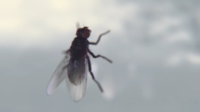 Video Reference: insect, fly, pest, fauna, macro photography, invertebrate, close up, membrane winged insect, wildlife, organism