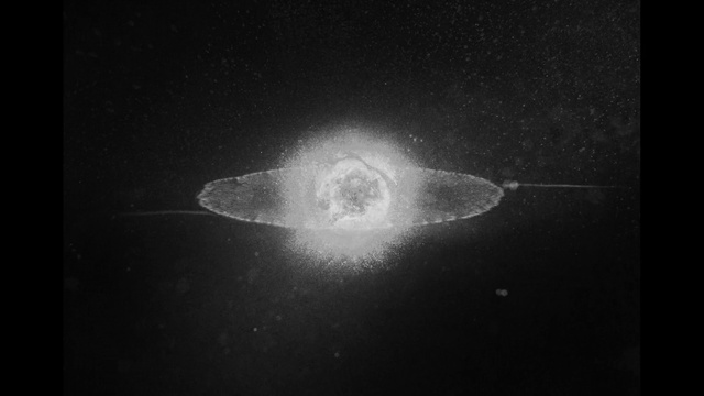 Video Reference: Atmosphere, Organism, Space, Stock photography, Monochrome photography, Black-and-white, Darkness