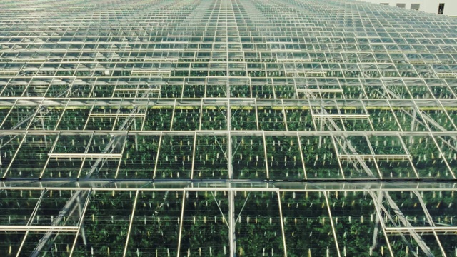 Video Reference: Grass, Urban design, Water, Terrestrial plant, Mesh, Building, Symmetry, Grass family, Landscape, City