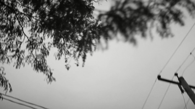 Video Reference: tree, black and white, black, sky, nature, monochrome photography, woody plant, branch, photography, monochrome, Person
