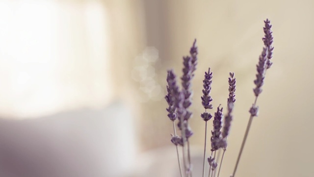 Video Reference: lavender, purple, flower, violet, close up, lavender, lilac, macro photography, plant stem, twig