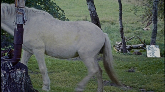 Video Reference: Vertebrate, Horse, Mammal, Terrestrial animal, Pasture, Pony, Mare, Mane, Stallion, Wildlife