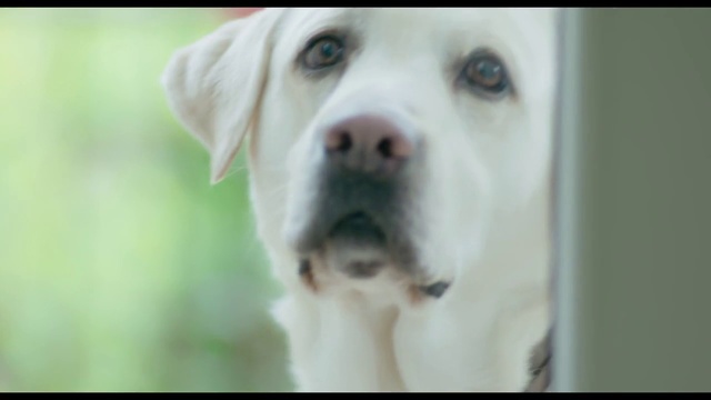 Video Reference: Dog breed, Dog, Canidae, Labrador retriever, Nose, Snout, Retriever, Skin, Carnivore, Sporting Group