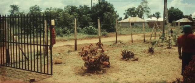 Video Reference: Land lot, Flightless bird, Adaptation, Fence, Soil, Landscape, Tree, Rural area, Ostrich, Plant community