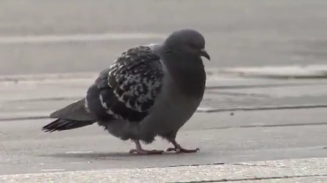 Video Reference: bird, pigeons and doves, beak, feather
