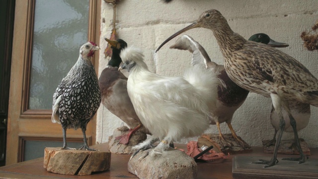 Video Reference: Bird, Vertebrate, Beak, Seabird, Shorebird