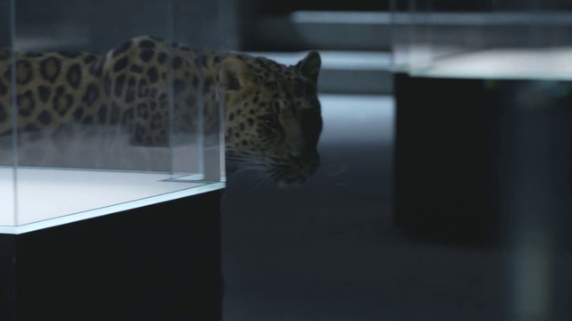 Video Reference: Felidae, Cat, Whiskers, Small to medium-sized cats, Wildlife, Carnivore, Big cats, Water, Leopard, Snout