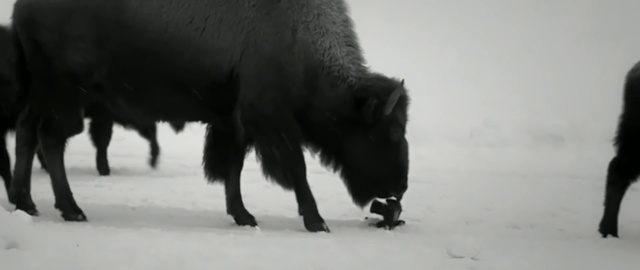 Video Reference: Vertebrate, Mammal, Bison, Snout, Snow, Bovine, Winter, Wildlife, Person